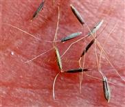  Spikelets
